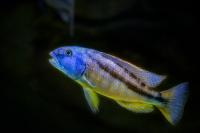 Цихлида  Аристохромис Кристи (Aristochromis christyi)