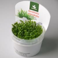 Гратиола Висцидула меристемная Gratiola viscidula