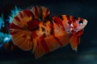 Петушок плакат самка "конфетка" Betta fish female