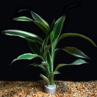 Драцена (Dracaena sanderina)