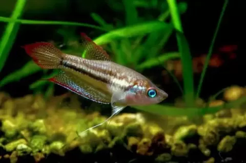 Гурами Шаллера (Trichopsis Schaller)