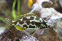 Цихлида Нимбохромис ливингстона (Nimbochromis livingstonii) Хаплохромис