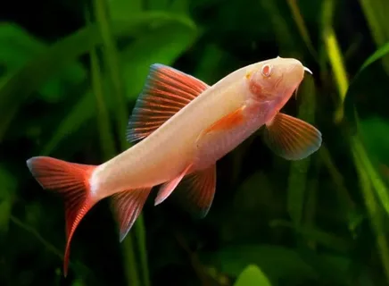 Лабео альбинос (Labeo frenatus albino)