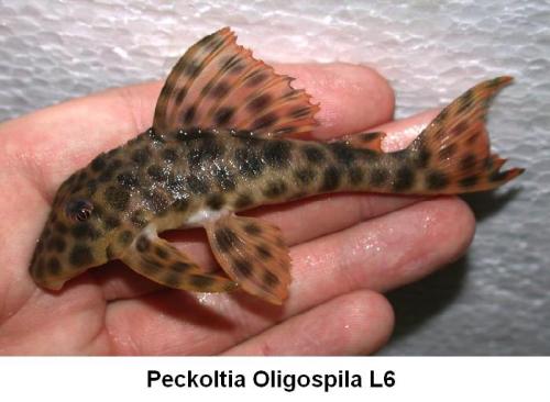 Номерной сом L 006 Пеколтия пятнистая (Peckoltia oligospila) 