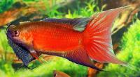 Макропод Красный (Macropodus-opercularis)