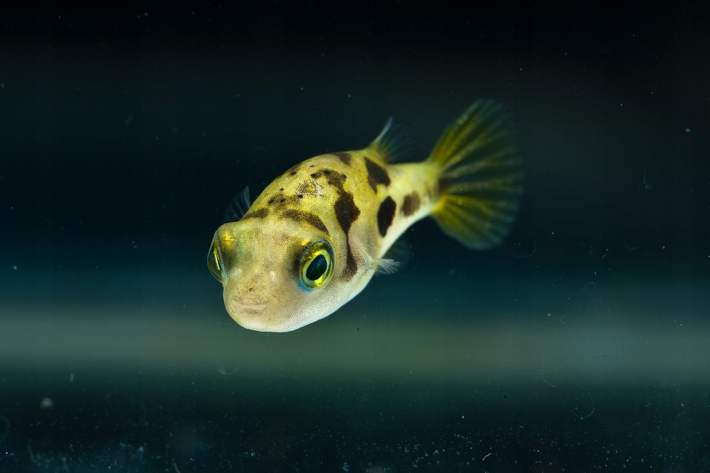 Тетрадон карликовый (Tetraodon travancoricus)