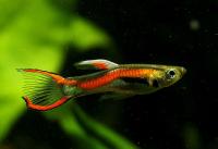 Гуппи Эндлера (Guppy) Московский Самец