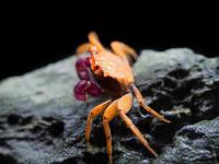 Краб Тиоманикум  Неон Диско  (Geosesarma tiomanicum sp. Neon) САМКА