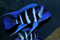 Цихлида Фронтоза  Блю Заир Цифотиляпия  (Cyphotilapia frontosa)