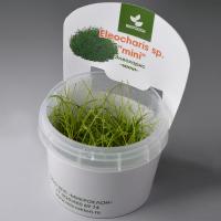 Элеохарис Мини меристемный Eleocharis sp.