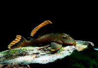 Номерной сом L047  Барианциструс Магнум (Baryancistrus chrysolomus L047)