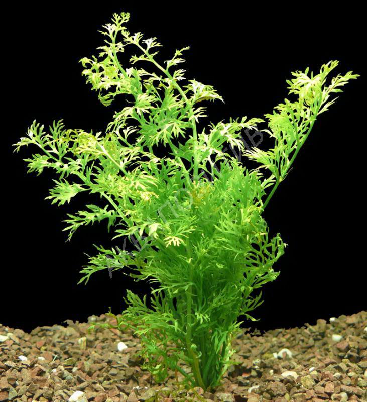 Папоротник Индийский (Ceratopteris Thalictroides)