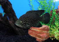  Паратиляпия Полени Звездчатая  (Paratilapia polleni) 3.5 - 3,8 см окрас мальковый 