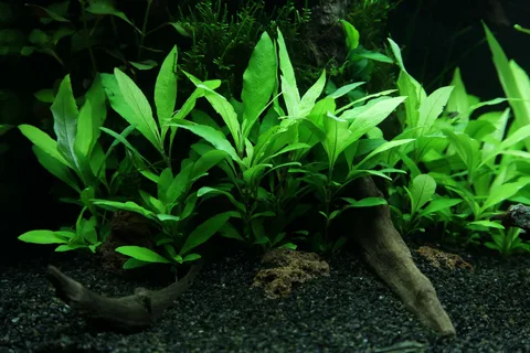 Гигрофила "Лимонник"  (Hygrophila corymbosa)