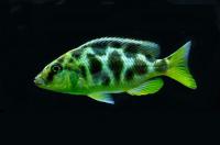Цихлида Золотой леопард или Хаплохромис венустус (Nimbochromis venustus)