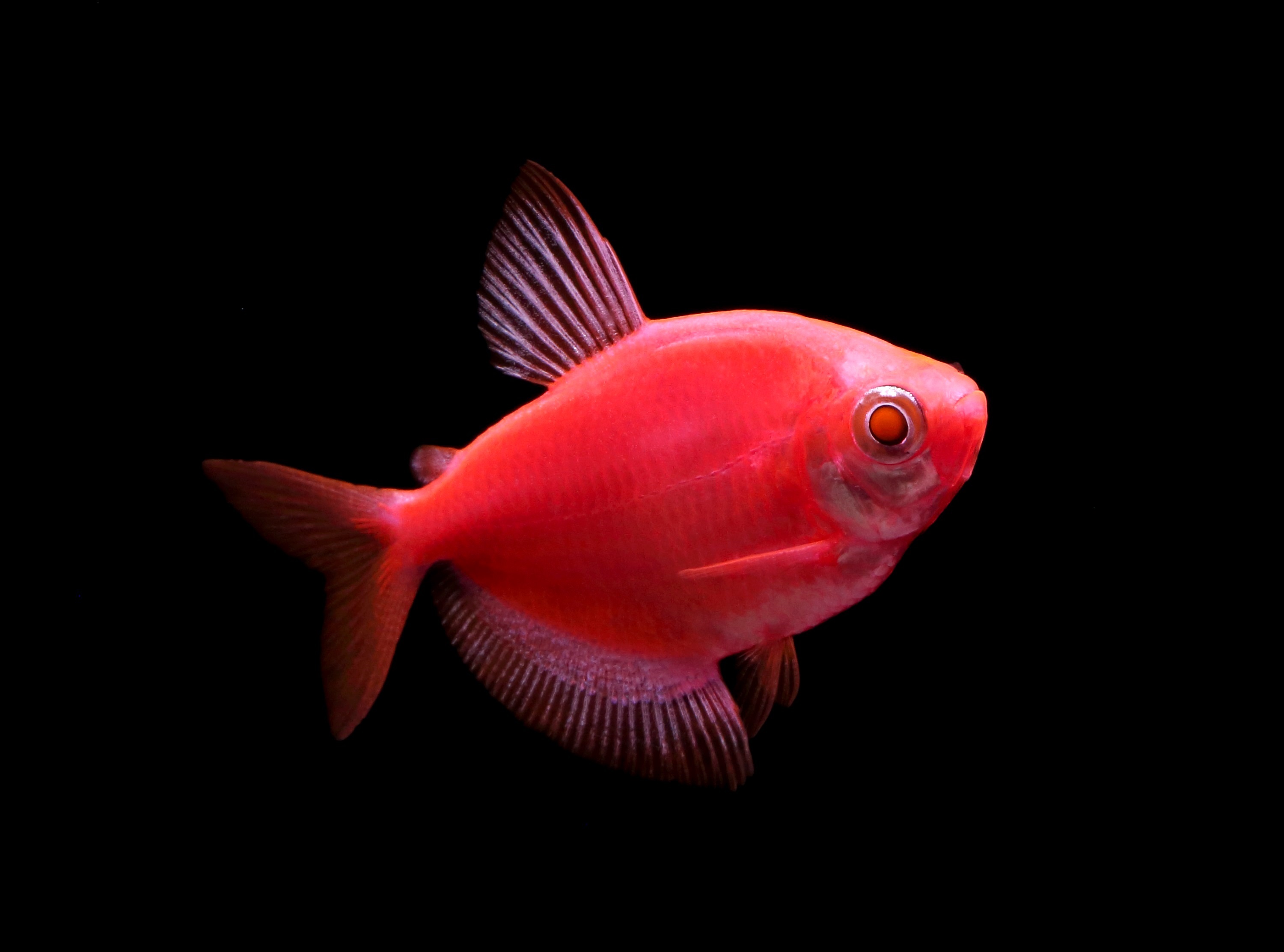 Тернеция Glo Fish Красная (Gymnocorymbus ternetzi) 1,5-2 см