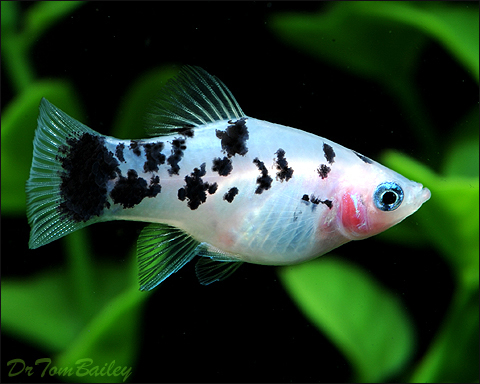 Пецилия долматинец  (Xiphophorus maculatus Dalmatian Platy)