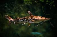 Тигровая псевдоплатистома( Pseudoplatistoma tigrinum) сом  5-6  см