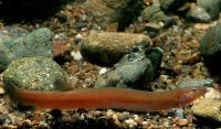 Акантофтальмус Блэк Яванский (Acanthophthalmus Pangio oblonga ) P.javanicus)