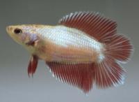 Петушок самка (курочка) Двухвостая (Betta fish female ) 3-3,5 см