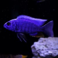 Цихлида Хаплохромис васильковый, или Хаплохромис Джексона (Sciaenochromis fryeri)
