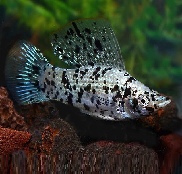 Моллинезия Долматинец парусный (Poecilia latipinna)