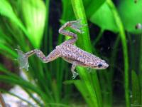 Лягушка карликовая гименохирус бетгери  черная (Hymenochirus boettgeri)