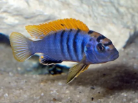  Лабидохромиса Хонги (Labidochromis sp. 'Hongi') 
