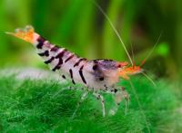 Креветка Тигровая Каридина (Caridina parvula )