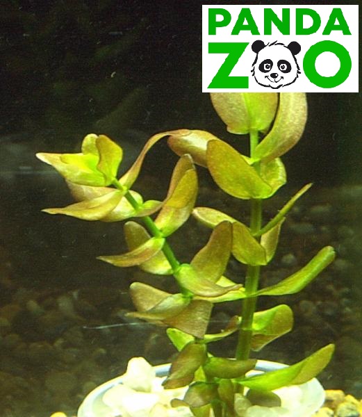 Bacopa caroliniana- Бакопа каролиниана L022