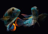 Акара бирюзовая (aequidens rivulatus)