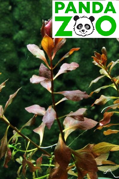 Ludwigia sp. Super Red- Людвигия супер ред  L073