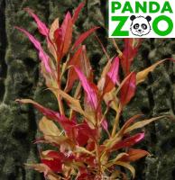 Alternanthera reineckii cardinalis- Альтернантера кардиналис L016