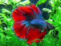 Петушок Халф Мун двухвостый биколор самец (Betta male Halfmoon duble redTail)