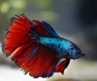 Петушок Супер Дельта красный неон самец (Betta-splendens-super delta -Red-neon)