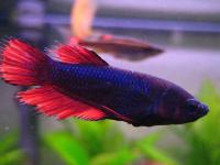 Петушок самка (курочка) Супер Дельта Синий Дракон (Betta fish female ) 3-3,5 см