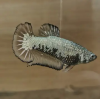 Петушок самка (курочка) Супердельта Черный Дракон  (Betta fish female ) 3-3,5 см
