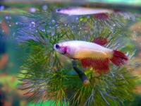 Петушок самка (курочка) Коронохвостая Бабочка   (Betta fish female ) 3-3,5 см