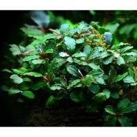 Буцефаландра зелёная Волнистая (Bucephalandra sp Green Wave )  1 ветка