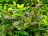Bacopa salzmanii- Бакопа зальцмани L174