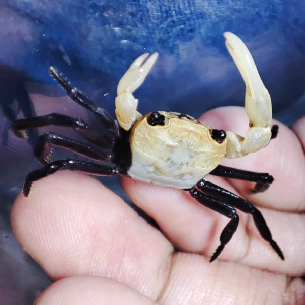 Краб Панда Борнео Krab Panda - (Lepidothelphusa cognetti) самец