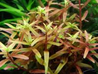 Ротала "Эйч`Ра" меристемная Rotala rotundifolia