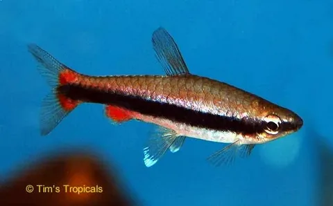 Нанностомус Бекфорда (Nannostomus beckfordi)