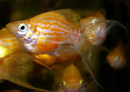 Моллинезия оранжевый баллон (Poecilia sphenops orange Molly balloon)
