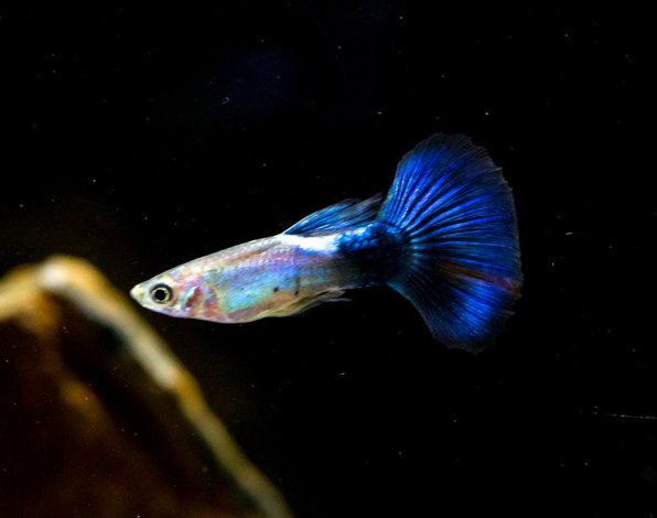 Гуппи синий Туркис (Guppy blue turquoise)