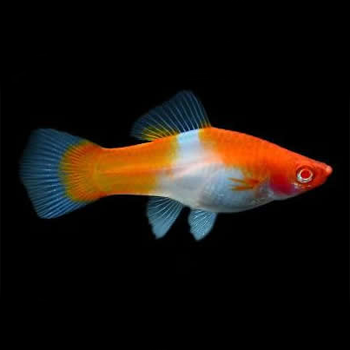 Меченосец Геллера кои красноглазый (Xiphophorus helleri Koi Red Eye)