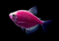 Тернеция Glo Fish Фиолетовая (Gymnocorymbus ternetzi)  1,5-2 см