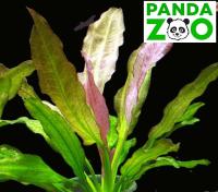 Echinodorus Oriental- Эхинодорус Ориентал E014