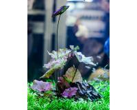 Нимфея красная Тигровый лотос ( Nymphaea lotus green)