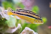 Цихлида Меланохромис ауратус (Melanochromis auratus) 4-6 см
